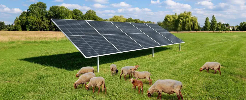 Agrivoltaics Farming | Can You Grow Crops Under Solar Panels