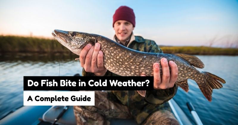 do fish bite in cold weather